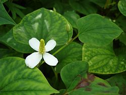 1. Diếp cá (Houttuynia cordata Thunb) 1 1. Diếp cá (Houttuynia cordata Thunb) 1