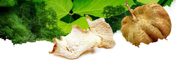 Kwao Krua Trắng có tác dụng chống ung thư vú (PGS.TS Trần Văn Ơn) 1 Kwao Krua Trắng có tác dụng chống ung thư vú (PGS.TS Trần Văn Ơn) 1