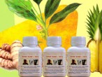 TINH NGHỆ DỨA TINH NGHỆ DỨA