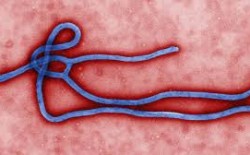 Virus Ebola1