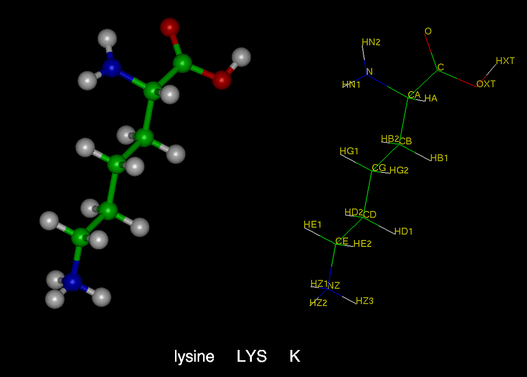 Lysine 1