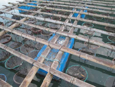 Dầu vẹm xanh đặc trị các bệnh xương khớp 1 Dầu vẹm xanh đặc trị các bệnh xương khớp 1